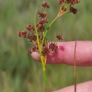 Juncus articulatus L.Juncus articulatus L.