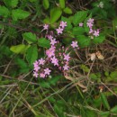 Centaurium erythraea  RafnCentaurium erythraea  Rafn