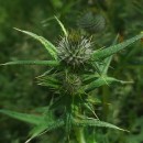 Cirsium vulgare (Savi) Ten.Cirsium vulgare (Savi) Ten.