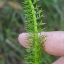 Trocdaris verticillatum (L.) Raf.Trocdaris verticillatum (L.) Raf.
