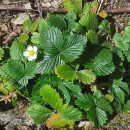 Fragaria vesca L.Fragaria vesca L.