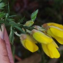 Ulex europaeus L. subsp. latebracteatus (Mariz) Rothm.Ulex europaeus L. subsp. latebracteatus (Mariz) Rothm.