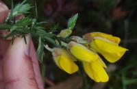 Ulex europaeus L. subsp. latebracteatus (Mariz) Rothm.Ulex europaeus L. subsp. latebracteatus (Mariz) Rothm.