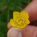 Ranunculus bulbosus  L.Ranunculus bulbosus  L.