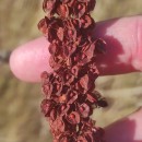 Rumex crispus L.Rumex crispus L.