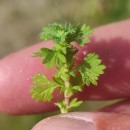 Aphanes arvensis L.Aphanes arvensis L.