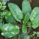 Scrophularia auriculata L.Scrophularia auriculata L.