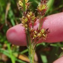 Luzula multiflora (Ehrh.) Lej.Luzula multiflora (Ehrh.) Lej.