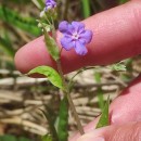 Omphalodes nitida Hoffmanns. & LinkOmphalodes nitida Hoffmanns. & Link