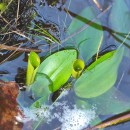 Potamogeton polygonifolius Pourr.Potamogeton polygonifolius Pourr.