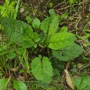 Scrophularia auriculata L.Scrophularia auriculata L.