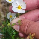 Halimium umbellatum  (L.) SpachHalimium umbellatum  (L.) Spach