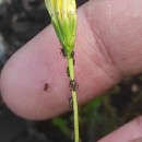 Leontodon saxatilis Lam.Leontodon saxatilis Lam.