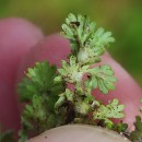 Aphanes microcarpa (Boiss. & Reuter) Rothm.Aphanes microcarpa (Boiss. & Reuter) Rothm.