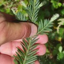Sequoia sempervirens Endl.Sequoia sempervirens Endl.