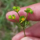 Euphorbia uliginosa Welw. ex Boiss.Euphorbia uliginosa Welw. ex Boiss.