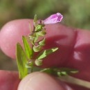 Scutellaria minor Huds.Scutellaria minor Huds.