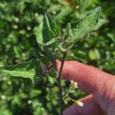 Solanum nigrum L.Solanum nigrum L.