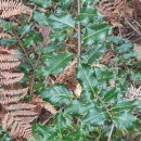 Ilex aquifolium L.Ilex aquifolium L.