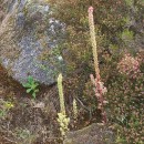 Umbilicus rupestris (Salisb.) DandyUmbilicus rupestris (Salisb.) Dandy