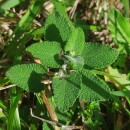 Teucrium scorodonia L.Teucrium scorodonia L.