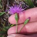 Serratula tinctoria L. subsp. seoanei (Willk.) M. LaínzSerratula tinctoria L. subsp. seoanei (Willk.) M. Laínz