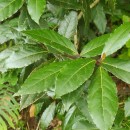 Laurus nobilis L.Laurus nobilis L.