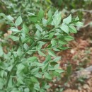 Ruscus aculeatus L.Ruscus aculeatus L.