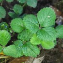 Potentilla sterilis (L.) GarckePotentilla sterilis (L.) Garcke