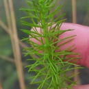 Trocdaris verticillatum (L.) Raf.Trocdaris verticillatum (L.) Raf.