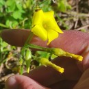 Oxalis pes-caprae L.Oxalis pes-caprae L.