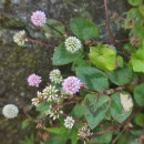 Persicaria capitata (Buch.-Ham. ex D.Don) H.GrossPersicaria capitata (Buch.-Ham. ex D.Don) H.Gross