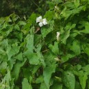 Calystegia sepium (L.) R. Br.Calystegia sepium (L.) R. Br.
