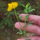 Lotus pedunculatus Cav.Lotus pedunculatus Cav.