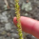 Setaria parviflora (Poir.) KerguélenSetaria parviflora (Poir.) Kerguélen