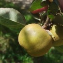 Malus domestica Borkh. var. Tabardilla .Malus domestica Borkh. var. Tabardilla .