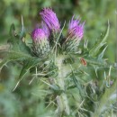 Cirsium palustre (L.) Scop.Cirsium palustre (L.) Scop.