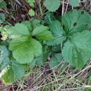 Geum urbanum L.Geum urbanum L.