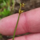 Carex echinata MurrayCarex echinata Murray