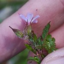 Geranium purpureum Vill.Geranium purpureum Vill.