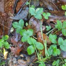 Fragaria vesca L.Fragaria vesca L.