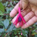 Fuchsia magellanica Lam.Fuchsia magellanica Lam.