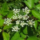 Chaerophyllum temulum L.Chaerophyllum temulum L.