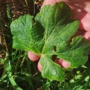 Heracleum sphondylium L. subsp. pyrenaicum (Lam.) Bonnier & LayensHeracleum sphondylium L. subsp. pyrenaicum (Lam.) Bonnier & Layens