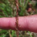 Agrostis canina L.Agrostis canina L.