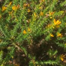 Ulex gallii Panch. subsp. breoganii (Castrov. & Valdés Berm.) Rivas Mart., T.E. Díaz, Fern. Prieto, Loidi & PenasUlex gallii Panch. subsp. breoganii (Castrov. & Valdés Berm.) Rivas Mart., T.E. Díaz, Fern. Prieto, Loidi & Penas