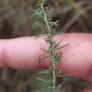 Genista anglica L.Genista anglica L.