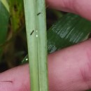 Setaria pumila (Poir.) Schult.Setaria pumila (Poir.) Schult.