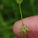 Juncus bufonius L.Juncus bufonius L.
