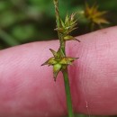 Carex echinata MurrayCarex echinata Murray